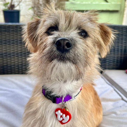 TY Pet Tag