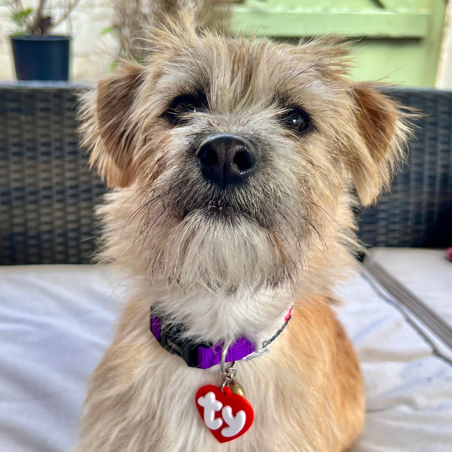 TY Pet Tag