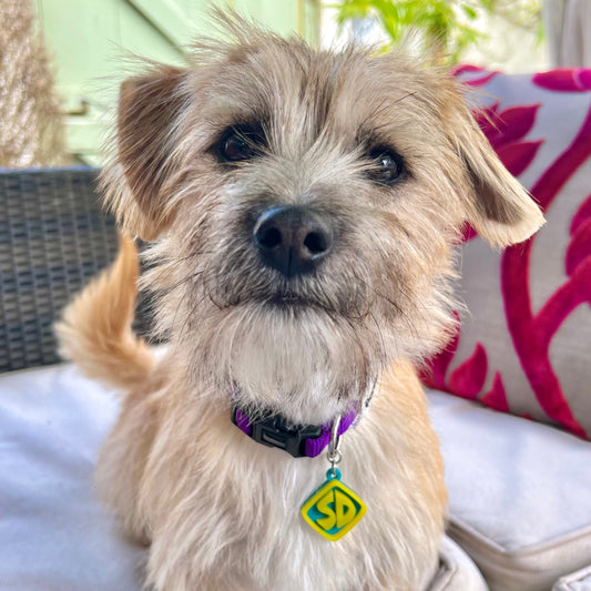 Scooby Pet Tag