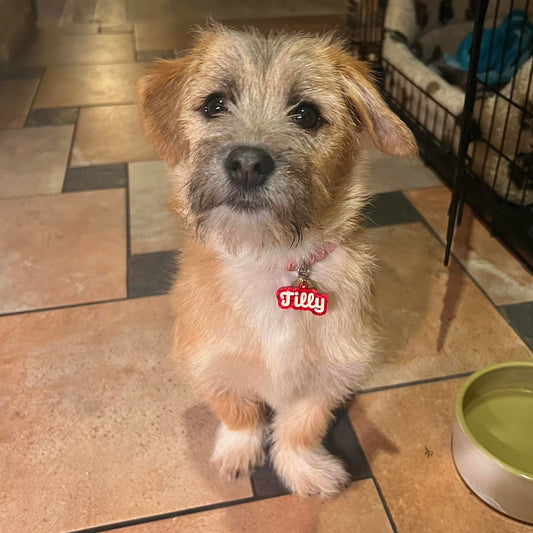 Custom Pet Tag